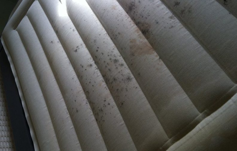 Treating Mold and Mildew