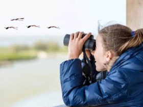 How to choose Binoculars for Bird Watching