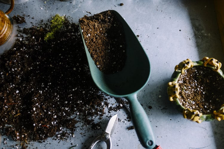 Plant a garden