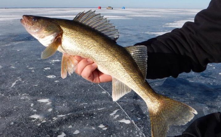 Best Fishing Line for Walleye