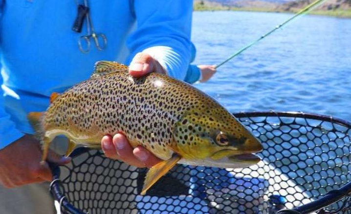 Best Fishing Line for Trout