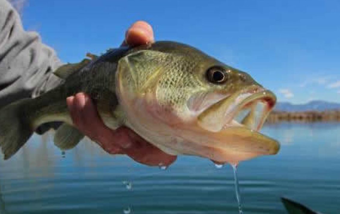 Best Fishing Line for Bass