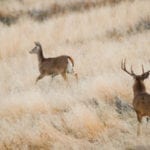deer hunting tips
