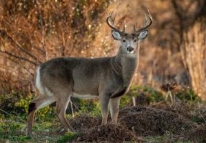 How to Start Hunting