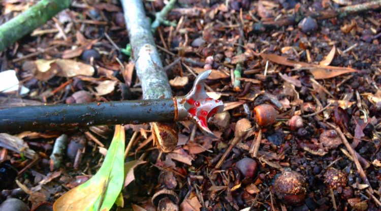 G5 Small Game Broadheads