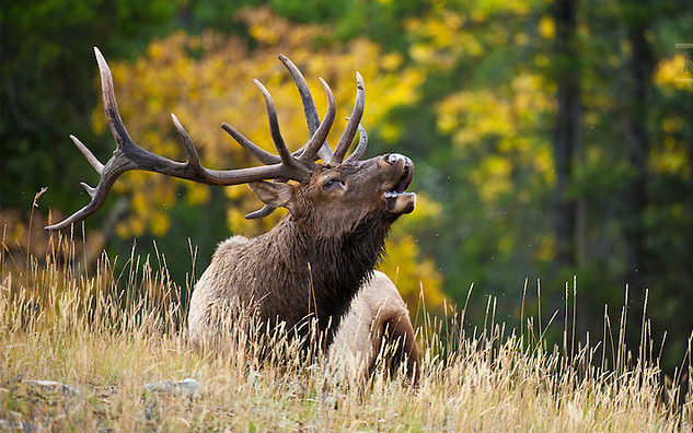 Bugling Bull Elk