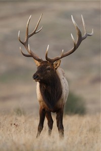 deer hunting