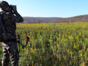 Optics for Elk Hunting