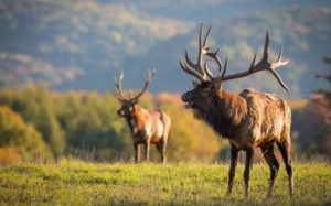 Where To Hunt Elk