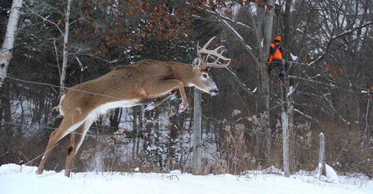 Bowhunting-post-rut-tips1