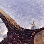 7-shed-hunting-tips