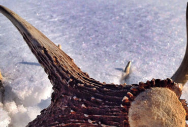 7-shed-hunting-tips