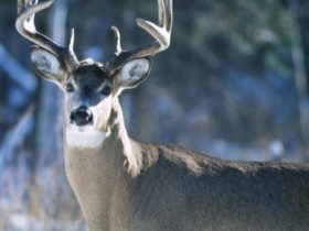 Hunting Regulations