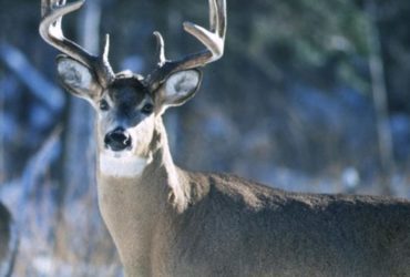 Hunting Regulations