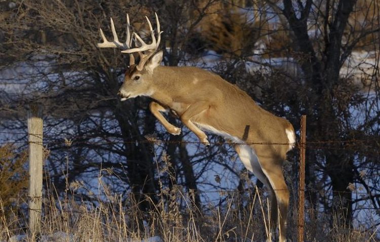 Bowhunting Post Rut Bucks