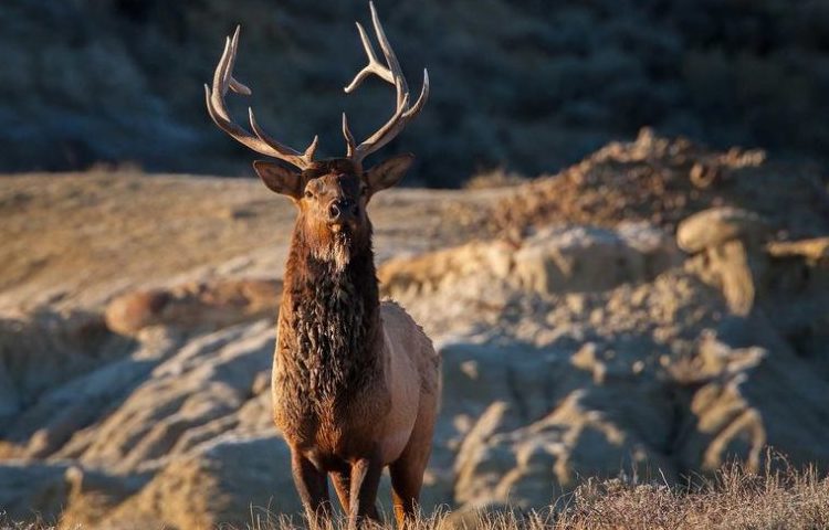 Elk on the hillside