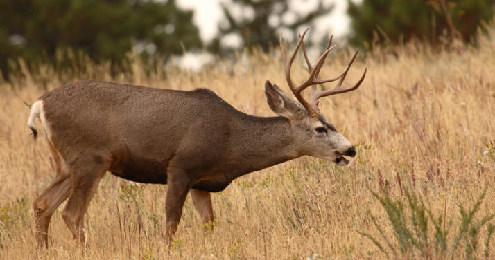 Elk hunting