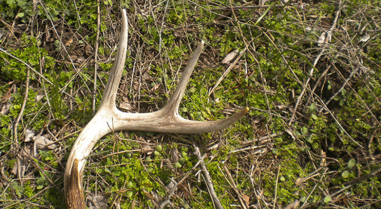Whitetail-Shed-Hunting-Tips