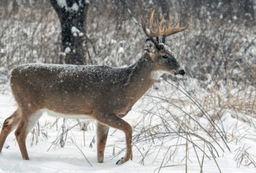 Bowhunting-post-rut-tips