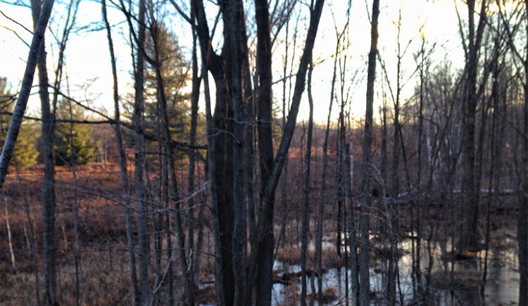 picking-the-perfect-tree-for-a-treestand