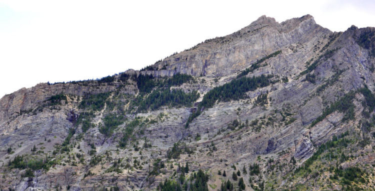 Steep Mountainside Timber