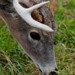 whitetail-deer-scent-control