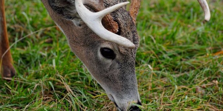 Scent Control for Deer Hunting [How to Use Rainy Days]