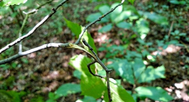 whitetail-pre-orbital-gland-licking-branch
