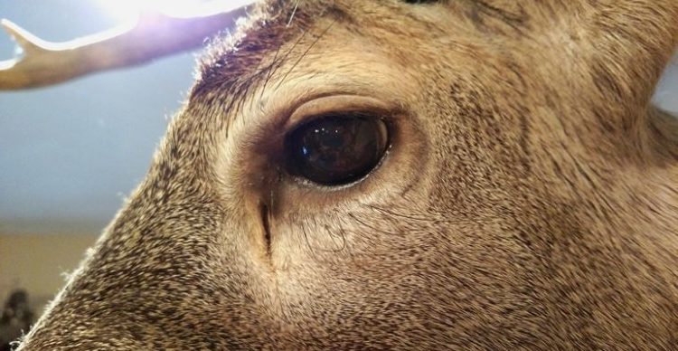 whitetail-pre-orbital-gland-location