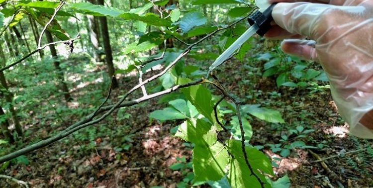 whitetail-pre-orbital-lure-application